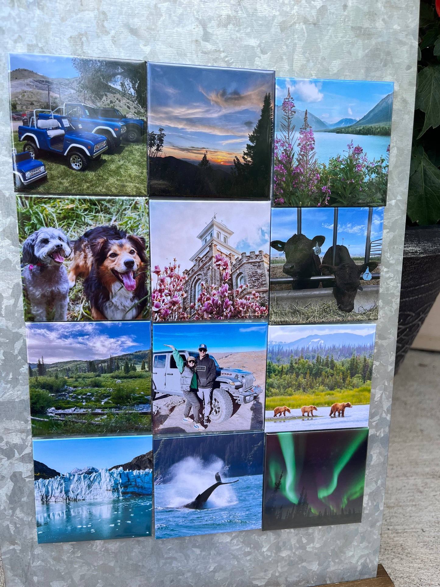 12 Pack Magnets